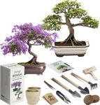 Bonsai Trees For Sale Indoor