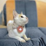 A+a Pets Soft Handmade Cotton Bow Design Everyday Adjustable Cat Collar with Easy Open Safety Buckle for Cats,Kitten,Puppy&Small Animals (Teddy-Indian Red),32 Centimeters,1.5 Cm