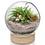 CYS EXCEL Glass Bubble Bowl, Slant Cut Fish Bowl, Globe Vase Center Piece, Round Plant Terrarium with Wood Base, Pack of 1