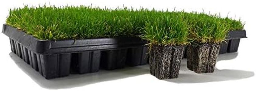 Zoysia Plu