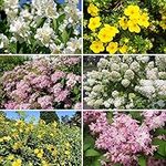 Summer Flowering Hardy Shrub Collection - 6 Plants in 9cm pots 20-30cm Tall