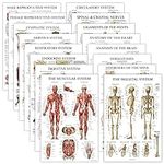 16 Pack - Anatomical Posters - Laminated - Muscular, Skeletal, Digestive, Respiratory, Circulatory, Endocrine, Lymphatic, Male & Female, Nervous, Spinal Nerves, Anatomy Charts - 18" x 24"