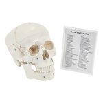 Human Skull | Anatomical 3-Part Medical Skull | Life-Size Adult Skull | Numbered Skull From 1-55 With Skull Guide Included | Medical Teaching & Educational Model | Perfect Medical Student Gifts