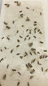 Carpet Clothes Moth Traps, 7-Pack – Odorless Pest Control