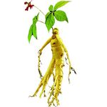 Ginseng For Planting