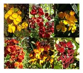 PREMIER SEEDS DIRECT WallFlower English - Bedding Mixed - 1800 Seeds