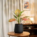 KYARI Aglaonema Pink Valentine Live Indoor Plant with Jet Black Self Watering Metal Pot - Medium 5.5 Inch