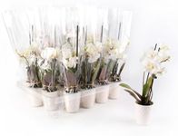 Just Add Ice JA5189 Mini White Orchids Live Plants (20 Pack) in White Ceramic - Party Favor, Bulk Wedding Decor, Bridal Shower, Baby Shower, 2.5" Diamter, 6" Tall