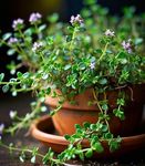Gebdinsh Garden® Imported Thyme Herbs Seeds For Your Kitchen Garden (Pack Of 100 seeds)
