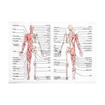 generic Human Anatomy Posters for W