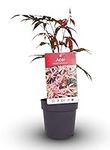 Acer Palmatum Atropurpureum in a 11cm Pot Ready to Plant - Japanese Maple for Autumn Colour