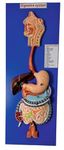 GD ANATOMICALS ® Human Digestive System Model, Life Size, 82x31x9 cm Tall, 3 Parts with Removable Half of Stomach and Transverse Colon