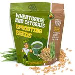 Todd's Seeds, Wheatgrass Seeds, One Pound, Cat Grass Seeds, Hard Red Wheat