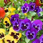 Winter Bedding Plants - Pansy 'Delta Mix' - 40 x Full Plant Pack - Winter Pansies Ready to Plant - Winter Pansies - Pansy Plants - Bedding Plants - Garden Ready - Pansies - Premium Quality Plants
