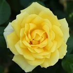 Golden Wedding Bush Rose 5.5L Pot (Live Plants)