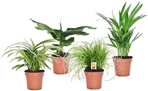 Plant in a Box - Plantes d'intérieur amies des animaux - Mélange de 4 - Purifiant l'air - Pot 12cm - Hauteur 20-40cm