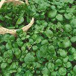 Watercress Garden Seeds - 1 g Packet ~800 Seeds - Non-GMO, Heirloom, Vegetable Gardening Cress & Microgreens Seeds