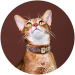 European Vintage Handmade Velvet Cat Choker Collar (XS (6.7", 4.4 lbs), Egyptian-Bee)