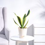 UGAOO Sansevieria Futura Superba Snake Plant with Self Watering Pot