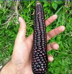 Ritz Farming® Sweet Corn Seeds | Quality vegetable black color corn Seed Perfect for your Home & Terrace Gardening High Germination Seeds pack of 50-60 seeds