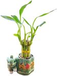 Generic Coop & Harp Small Lucky Bamboo Live Indoor Plant with Ceramic Vase, Live Indoor Lucky Bamboo for Home, Office and Gift (Elephant), Green