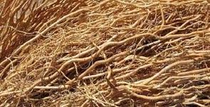 Abiria - Khas Khas Grass - Camel Grass - Vatti Veru - Usira - Vettiver Grass Roots for Pooja Purpose - 50 Grams - Loose Packed