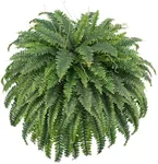 FOREST PRINCE 50" Artificial Boston