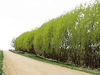 Austree Hybrid Willow Tree Plants f