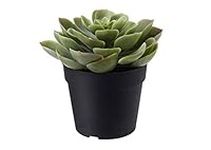 Ikea FEJKA Artificial potted plant, in/outdoor Succulent 9 cm