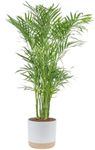 Costa Farms Cat Palm, Live Indoor H