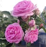 Scented rose plant (Pack of 1 With pot)