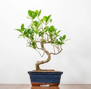 Abana Homes Bonsai Live Plant - 5 Years Old Ficus Bonsai Tree In White Ceramic Pot, Unique Bonsai Plants for Home Indoor, Bonsai Plant Gifting | Height: 25-30cm
