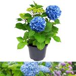 Hydrangea Blue Large - Blue Hydrangea Macrophylla - 50-60cm in Height in a 5Litre Pot