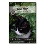 Sow Right Seeds - Catnip Seed for Planting - Popular Herb for Happy Cats - Non-GMO Heirloom Packet with Instructions to Plant and Grow - A Gift for The Cat Lover - Perennial Herb Indoors (1)