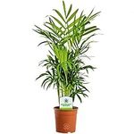 Chamaedorea Elegans -Premium Indoor Plant for Living Room, Bedroom, or Workspace - Exotic Air-Purifying Large Houseplant, Thrives in Low Light, Easy Care, Real Tall Plant with 13cm Pot, 35-50cm Tall