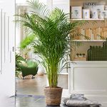 Areca Palm Large Indoor House Plant Real Tropical Exotic Evergreen Tall Plants (30-40cm incl. Pot)