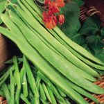 Suttons - Runner Bean Seeds - Polestar