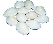 Arvachin White Kaudi - White Shells - Safed Kowdi - Gavvalu (Pack of 11 Pieces)