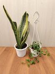 CAPPL Air Purifier Sansevieria Snake Plant & Dischidia Plant, Pots Included (2 Plants)