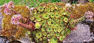 Sempervivum tectorum 50 Seeds, Hens