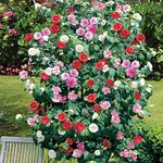 Camellia Tricolour Low maintenance Hardy Evergreen Garden Shrub, Spring & Summer Flowering Baring Blooms of Pink White and Red, 3 x Camellia Tricolour 15cm Potted Plants by Thompson and Morgan