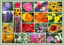 Full Sun Wildflowers - 20 Varieties