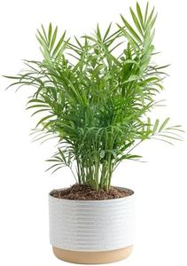 Costa Farms Parlor Palm, Neanthebella Tropical Live Plant, Easy to Grow Palm Houseplant Potted in Décor Plant Pot, Unique Plant Lover Gift, Living Room Home and Office Décor, 1 Foot Tall