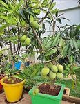 Live Fruits Alphonso Plant Mangoes - Ratnagiri, Maharashtra