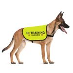 Weight Training Vest For Dogs