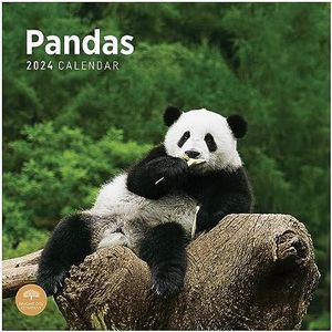 2024 Panda