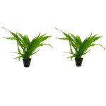 SANSEFERO Live Aquarium Plant Microsorum pteropus (Java Fern) | Lush and Vibrant Aquatic Greenery | Natural Aquascaping for Healthy and Beautiful Fish Tanks (Pack of 2)