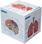 Medical Student Human Anatomy 3.93"Cube Anatomy Poster Set Heart,Brain,Lung,Stomach,Throat,Muscular,Skeletal,Digestive,Circulatory,Gifts For Medical Students, Nurse