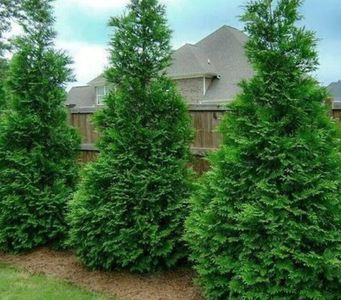 30 Thuja G