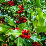 1 Common Holly Hedging Evergreen Pl